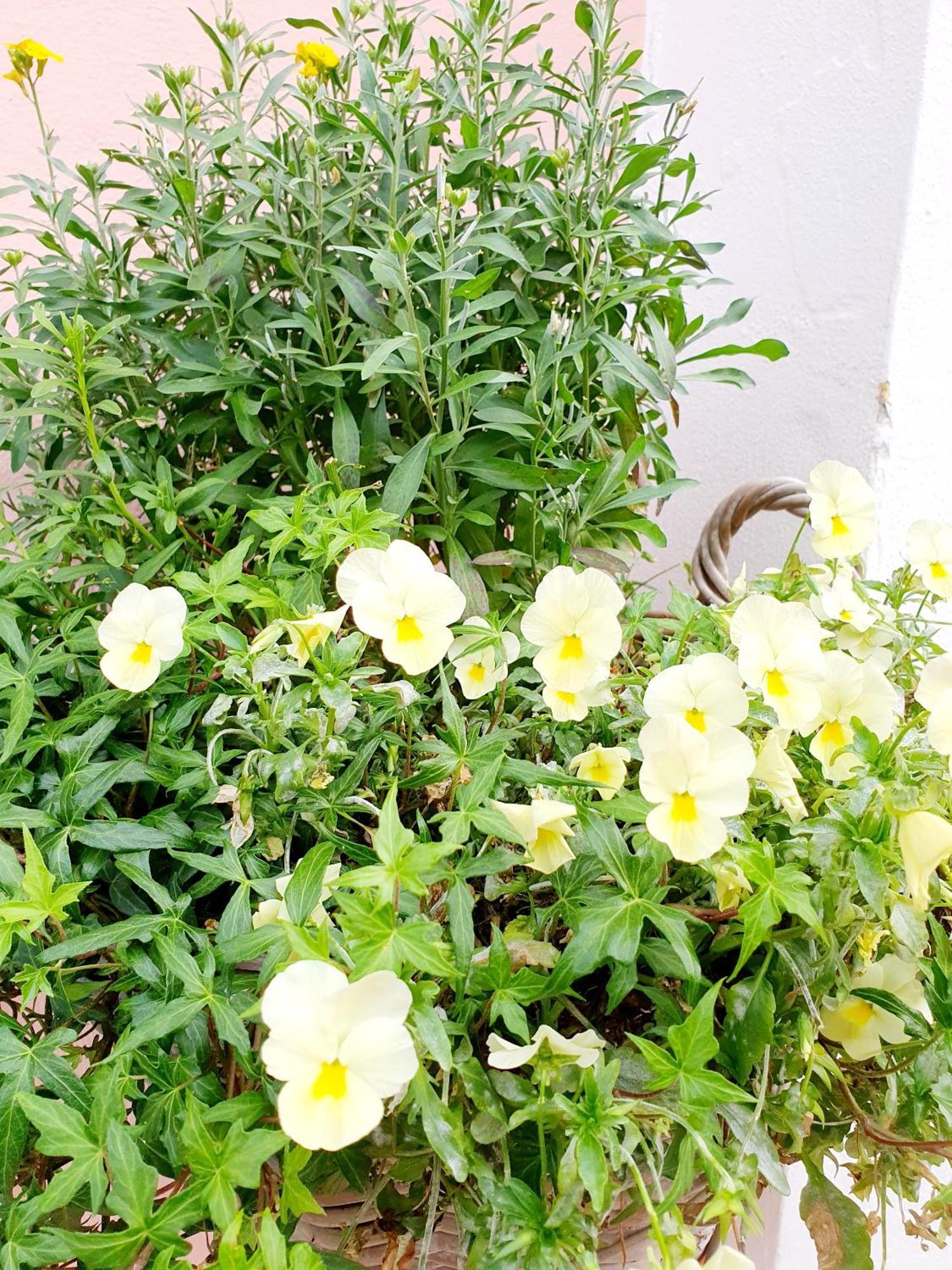 Casa Vacanze Rosy "Nel Verde" 帕利努罗 客房 照片